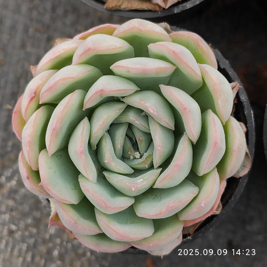 MMT829 ストローブレ　アイス（5.5cm pot）