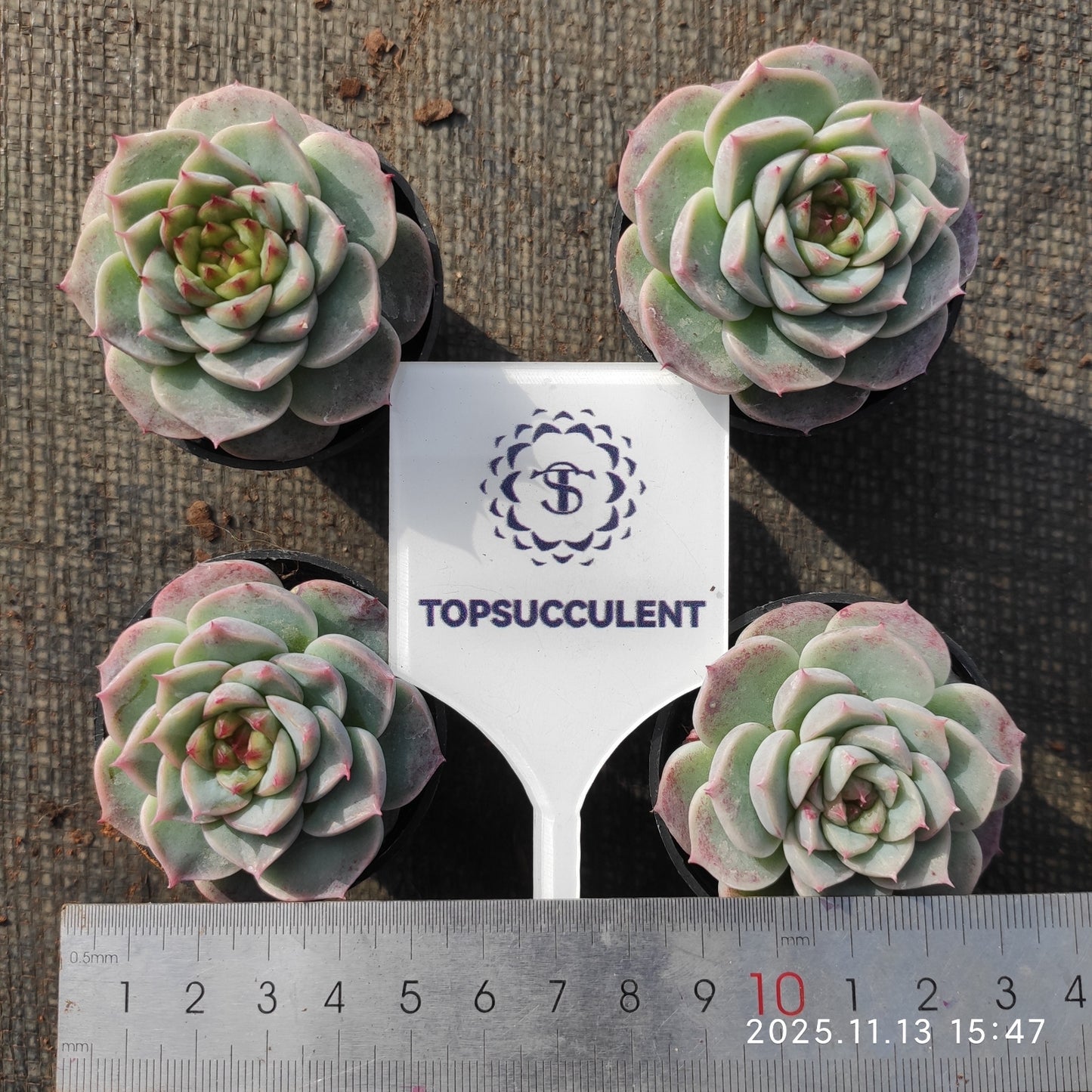 20920 レッドベルベット（5.5cm pot）