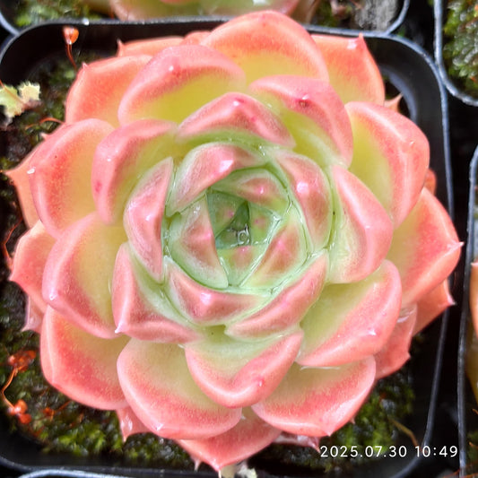 QN518 ヘレナ（6.5cm pot）