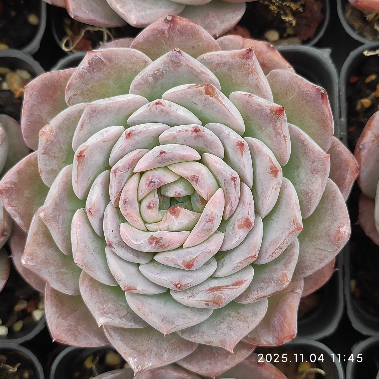 18905 アメイジンググレイス（7cm pot）