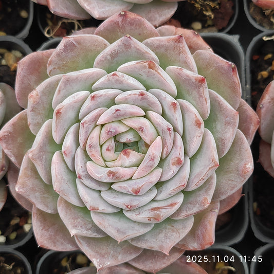 18905 アメイジンググレイス（7cm pot）