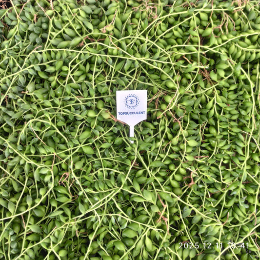 23236 ストリング　オブ　レーンドロプス