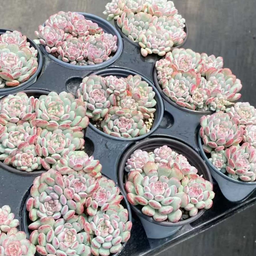 21628 ビーンスプラウト（9cm pot）