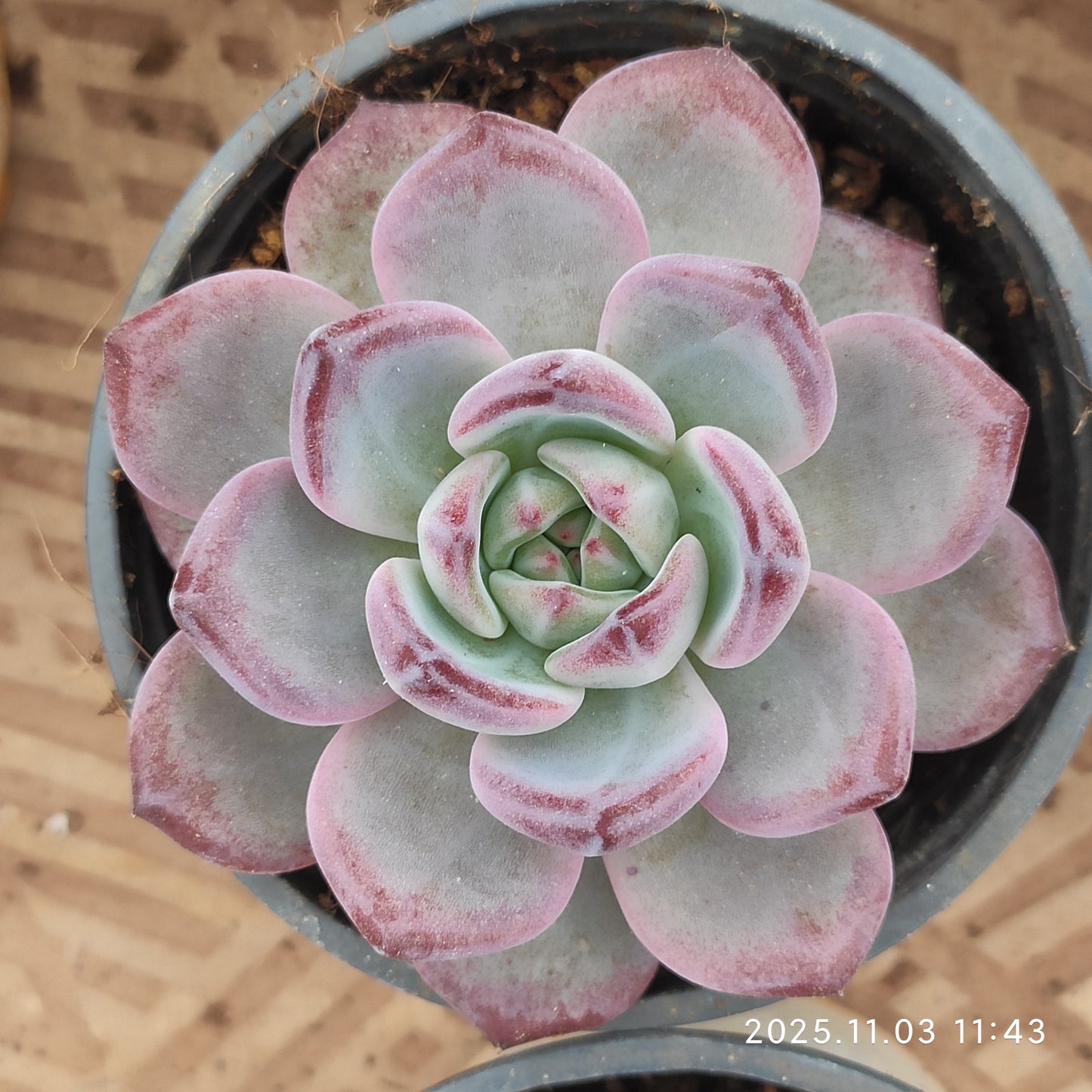 22331 プレート（9cm pot）