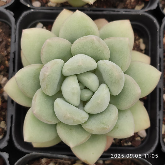 RC056 バブルガム（7cm pot）