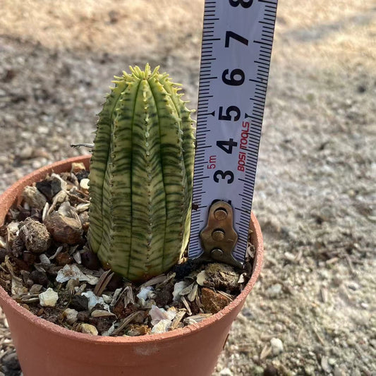 ZL560  オベサ錦（6cm pot）