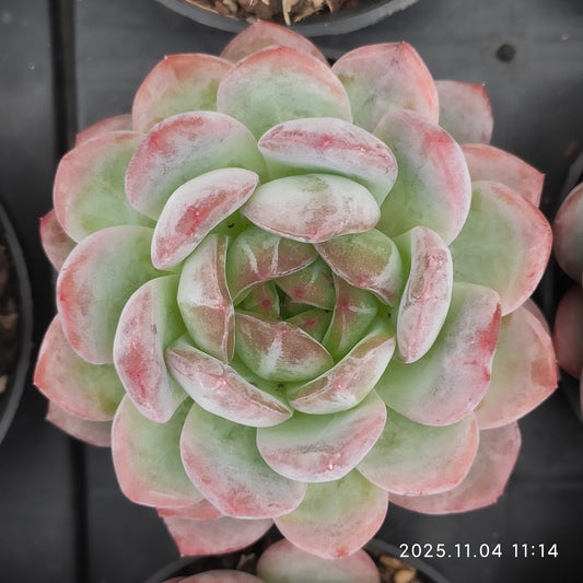 19263 スターマーク（9cm pot）