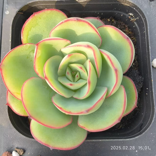 ZYP010 パラメラ （6.5cm pot）