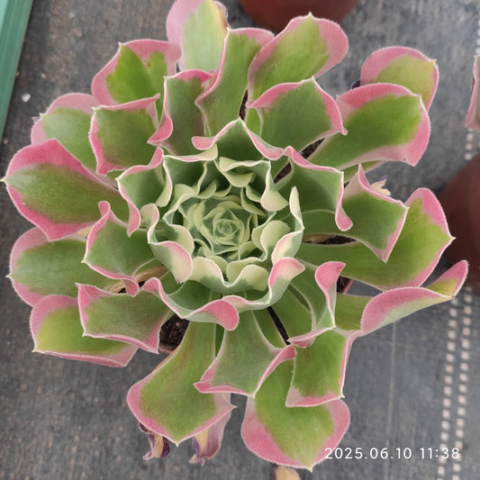 ZXX343 リバー　ストーンズ（12cm pot）