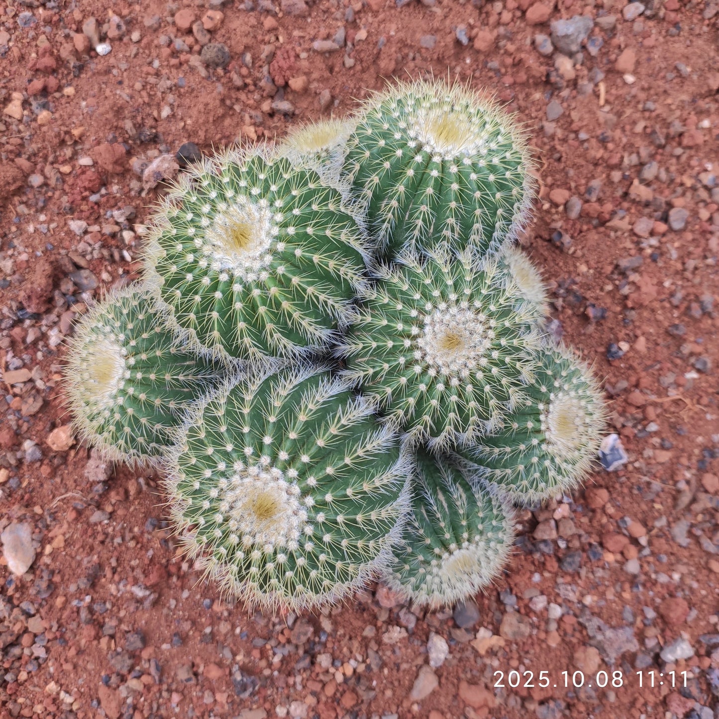 DMC057 金冠（きんかん）（15cm pot）