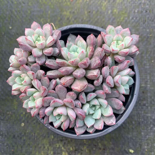 23202 サブコリンボサ　ラウ030（9cm pot）