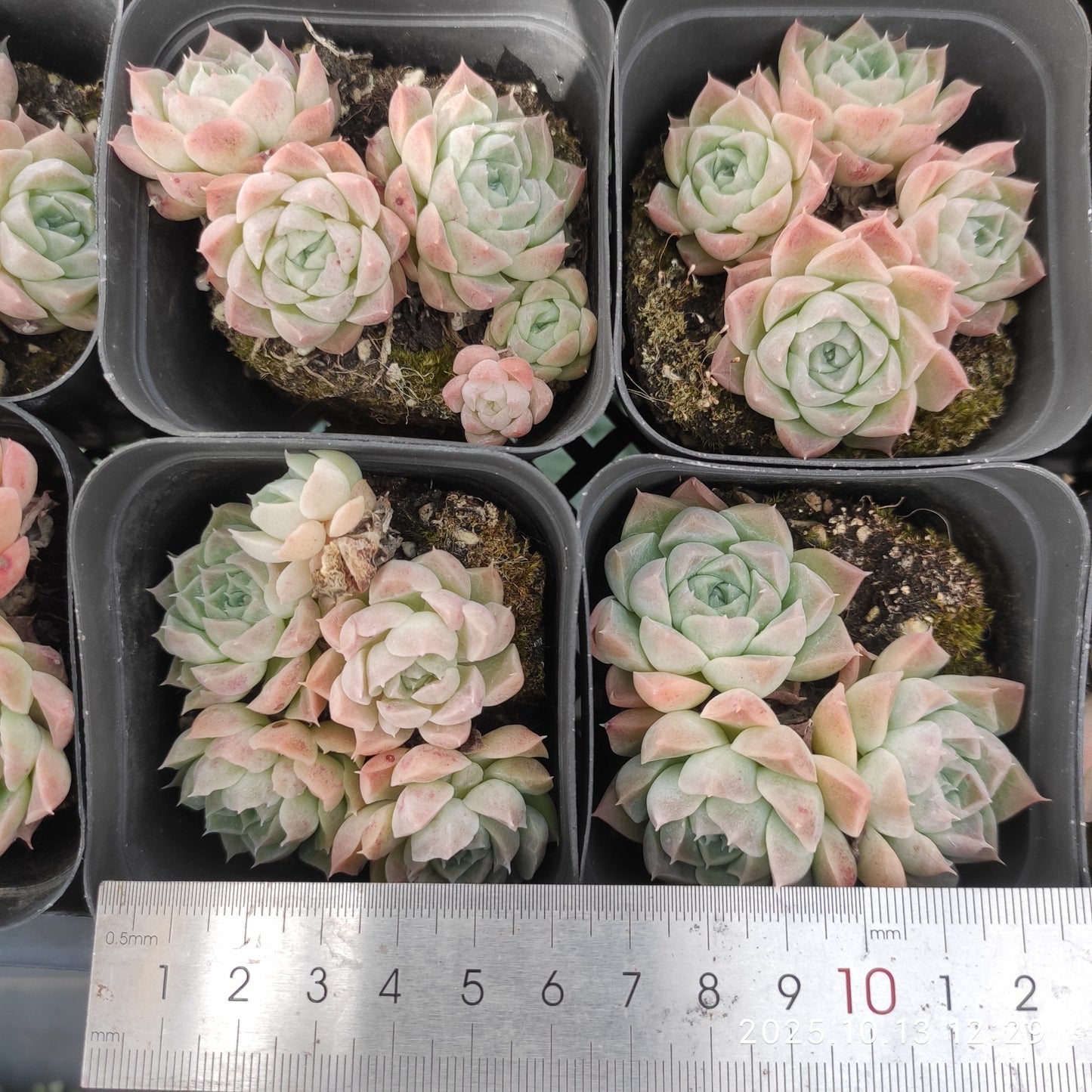 20580 ラズベリーアイス（7cm pot）