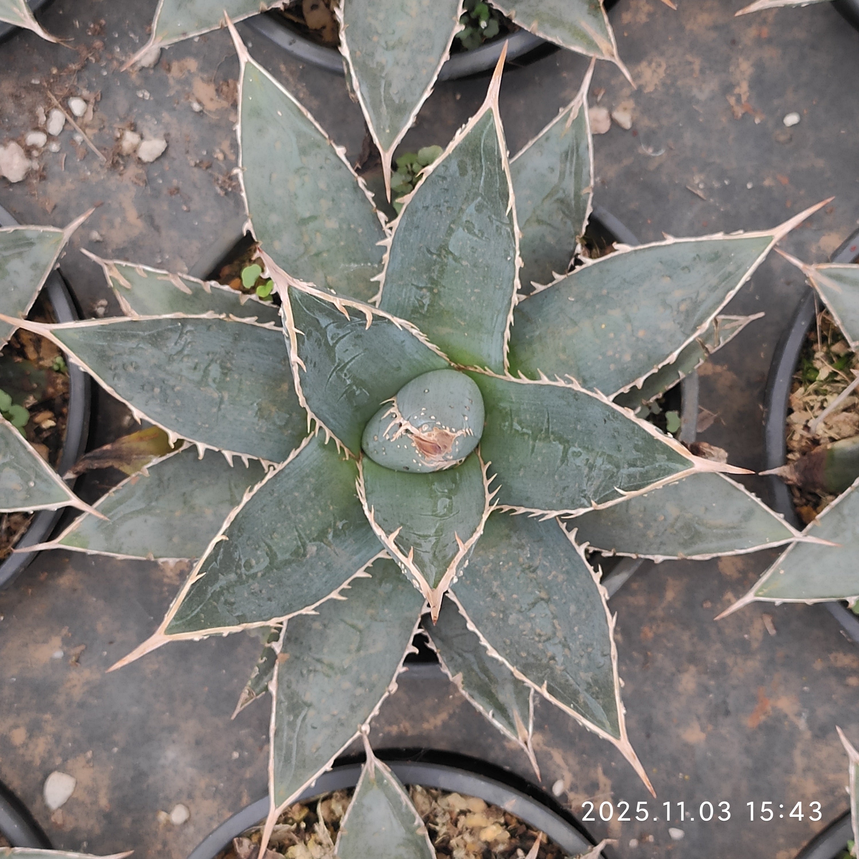 アガベ アガベ チタノタ 鯊魚劍 台湾lize産 中株 - 観葉植物・生花・ドライ