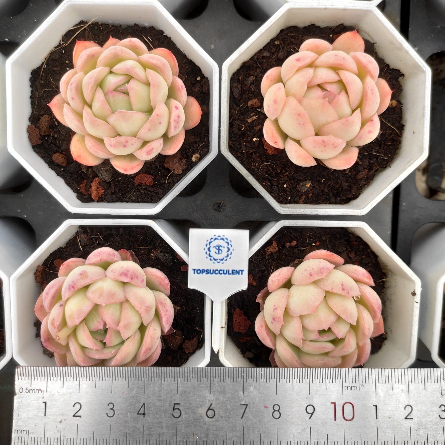 15297 ストロベリーアイス