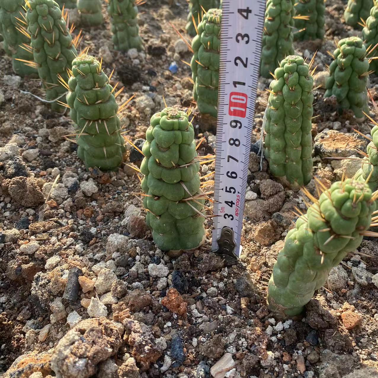 ZL654 カスタネア・スピラリス（7cm pot）