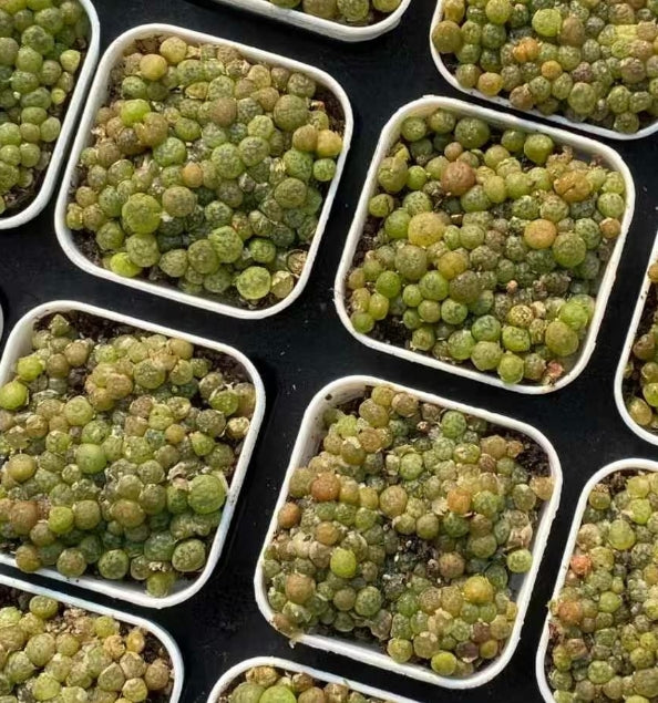 BL1657-POT グリーン　インサイド（6.5cm pot）