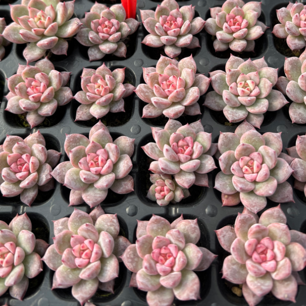 23522 アモムム（3cm pot）