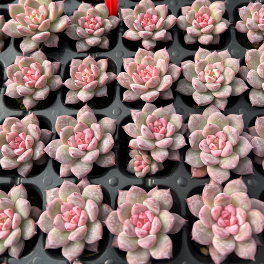 23522 アモムム（3cm pot）