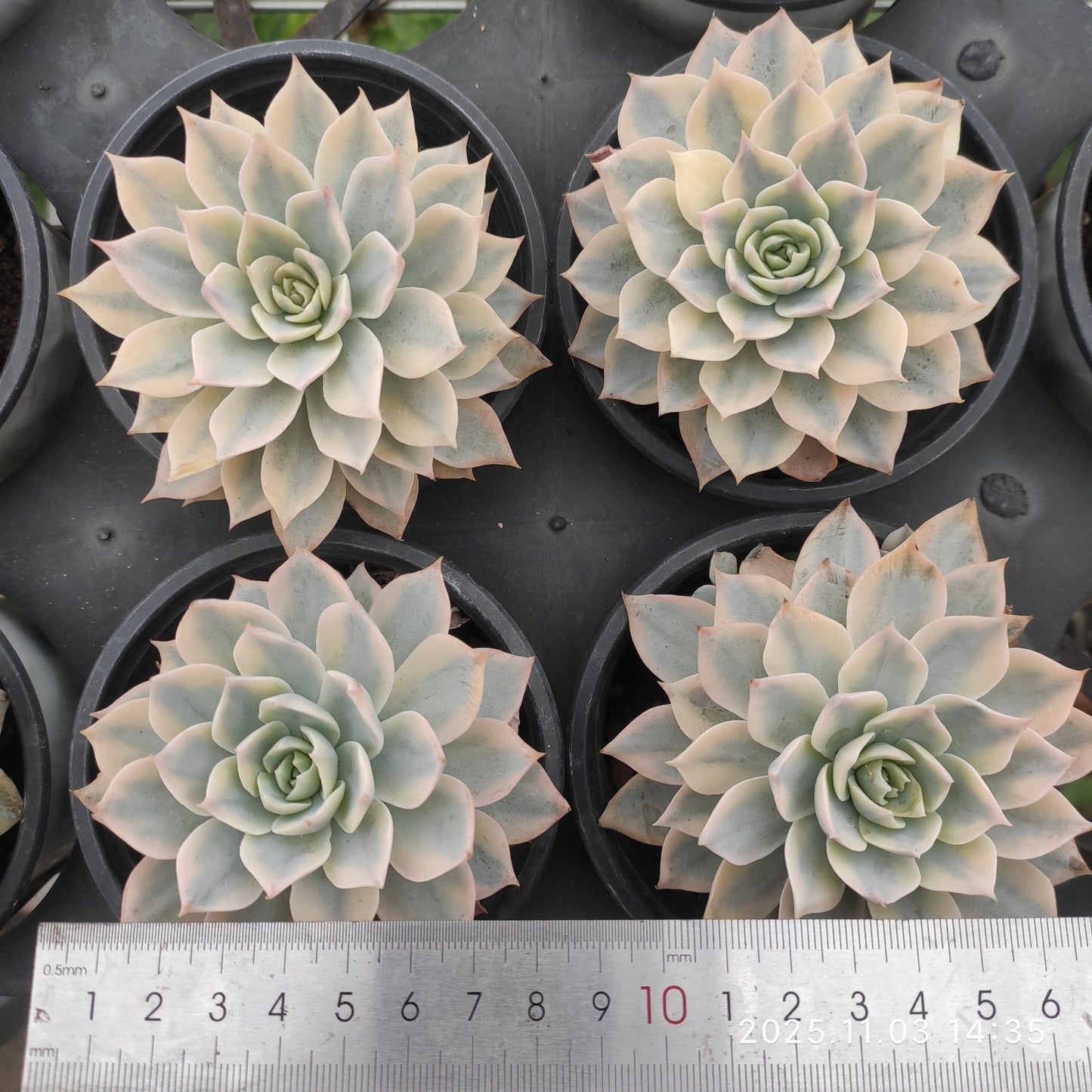 2336 サブセシリス錦（11cm pot）