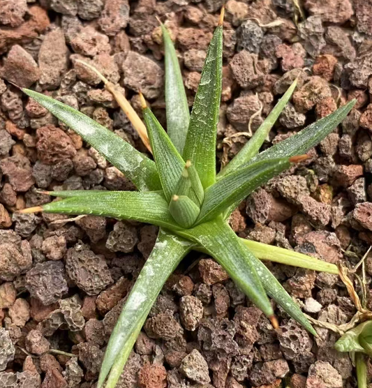 20326 アガベ　アルボピローサ（5cm pot）