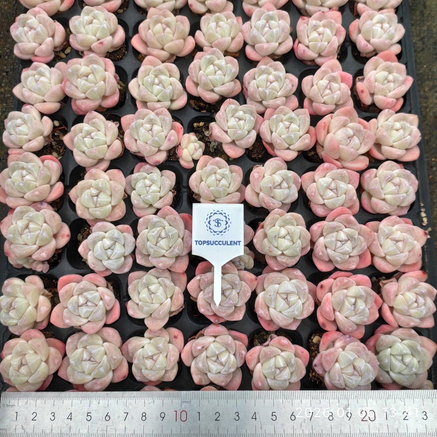 24369 アイスグリーン