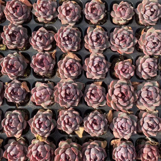 25422 チーズブルーベリー