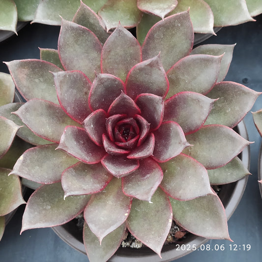 THH050 レッドローズ（12cm pot）