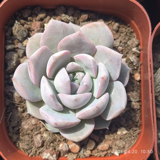 HC218 アメイジンググレイス（6.5 cm pot）