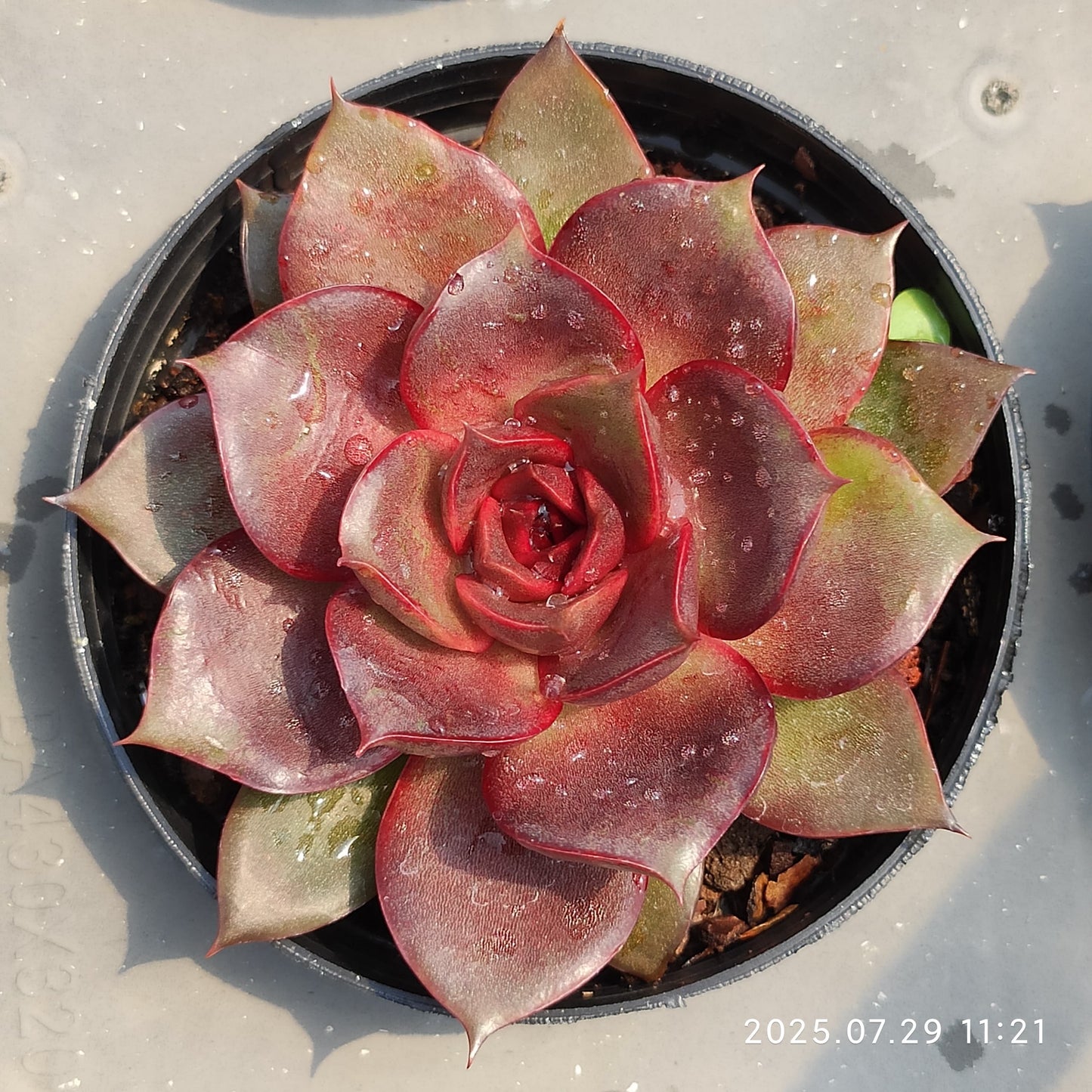ZZA345 レッド　ローズ（9cm pot）