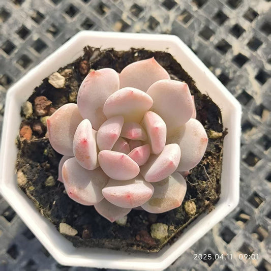 RDD270 ジェイドモンロー (6.5cm pot)