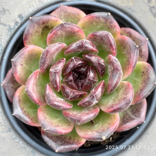 MMY1183 アイスランディック　コフィー（9cm pot）