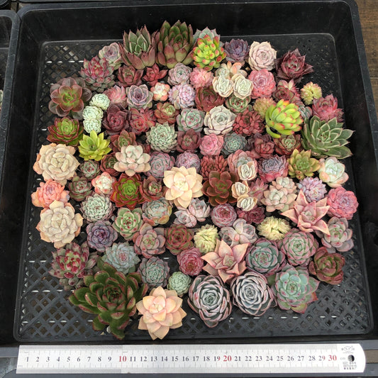 17856 ミックス苗 (穴トレー苗) 02