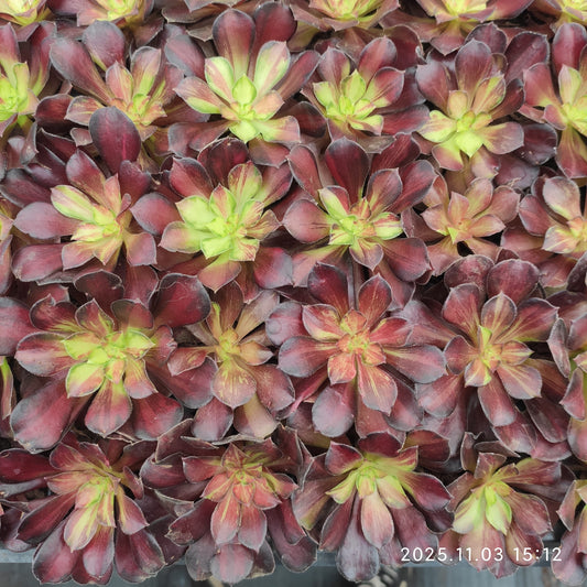 22309 アゾラー（5cm pot）