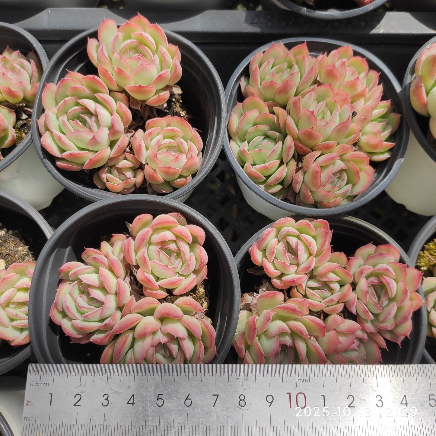 21655 ストロベリーアイス（9cm pot）