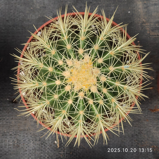 ZXX400 金鯱（9cm pot）