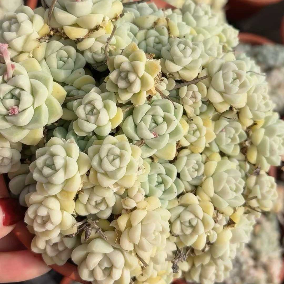 25336 アルビカンス