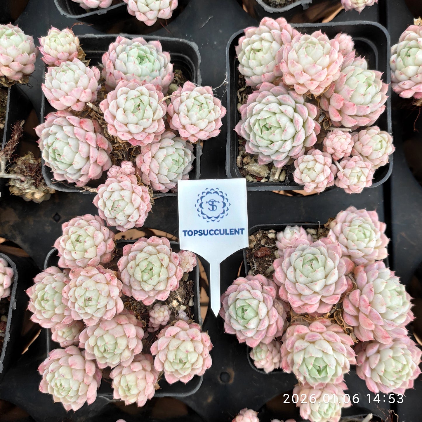 19952 ボールオブファット