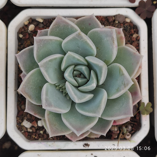 NGN679 グリーン　プラム （9cm pot）
