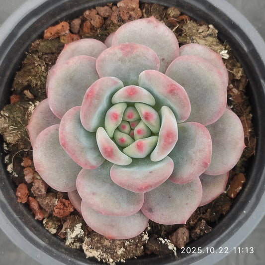 THH098 アリエル（9cm pot）