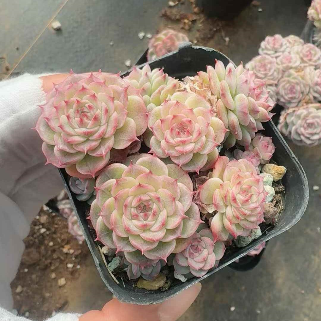 25260 ローズ フロスト