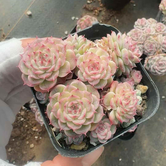 25260 ローズ フロスト