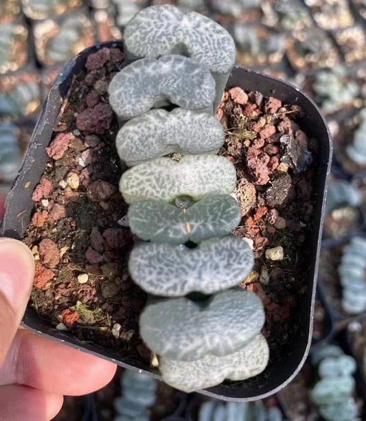 1653 ガッキ一（7cm pot）