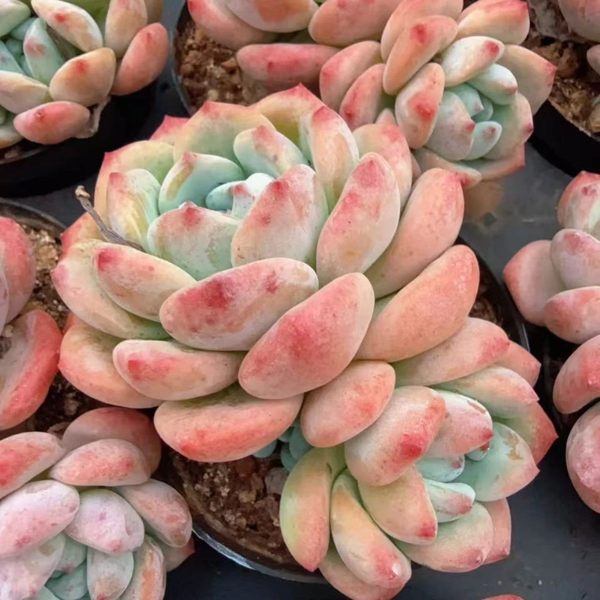 数量限定の新商品（抜き苗）大苗一覧 – Top Succulent®
