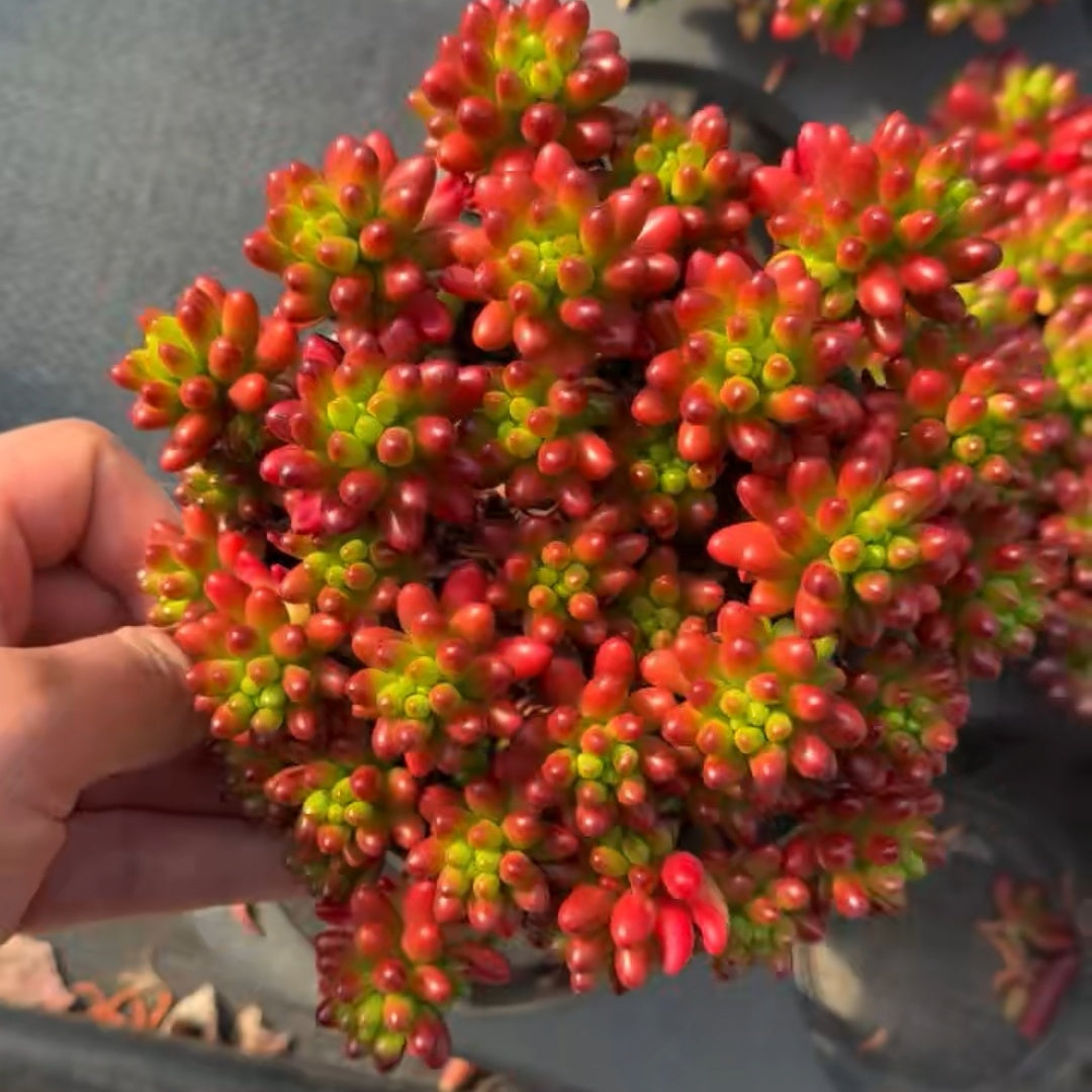 25344 クラウゼン