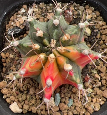 CS195 ミハノビッチ錦（7cm pot）