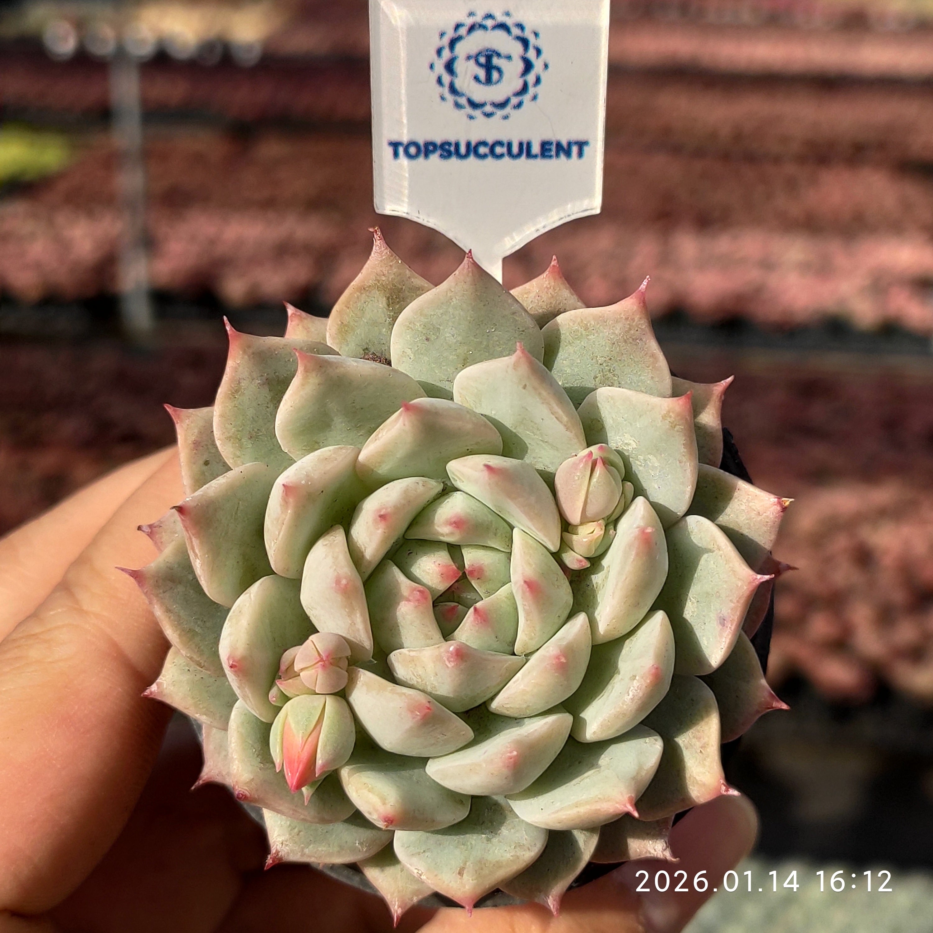 TOPSUCCULENT【整った株】20個 2026-0113-D035 ヒューミリス 多肉植物