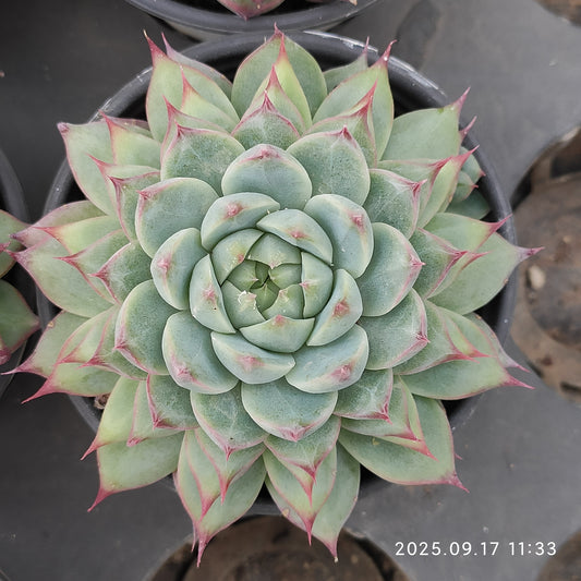 NGN299 キャドベリー (9cm pot)