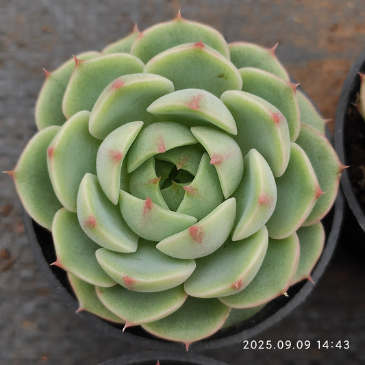 MMT618 ベンバディス（5.5cm pot）