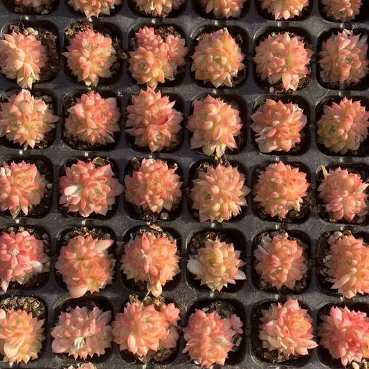 23437 レッドクィーン（3cm pot）（ポット苗）