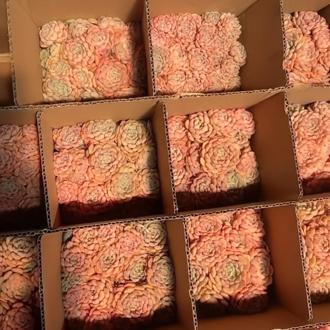 25294 マッチメーカー